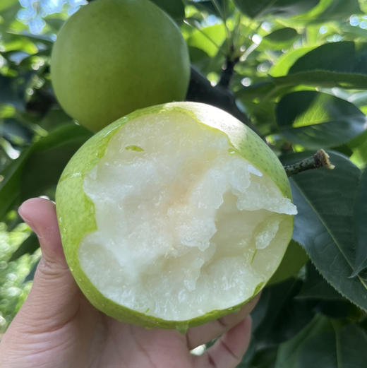 【西子玉】江南蜜（西子玉）蜜梨，25年的品质坚持，绿色食品认证，甜美爽口，送人自吃完全靠谱！ 商品图0