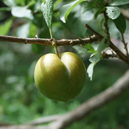 新疆杏李 时差佃味帝恐龙蛋 轻咬一口 汁水四溢 商品图1