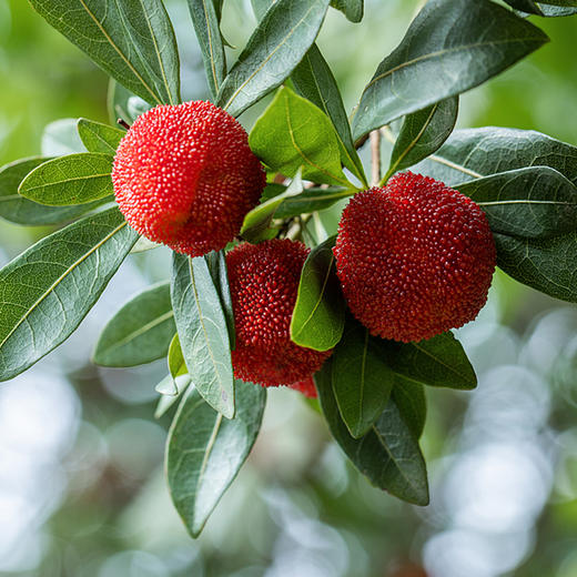 【古法蜜饯】 零添加零食 陈皮酸枣饼，东魁杨梅干，金杏果干，六物山楂丸 商品图8