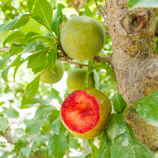 新疆杏李 时差佃味帝恐龙蛋 轻咬一口 汁水四溢 商品图2