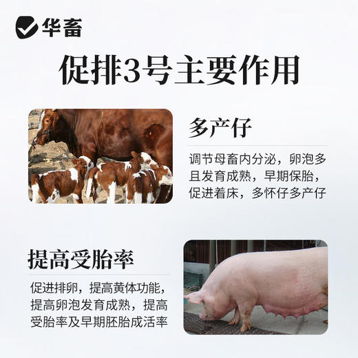 华畜注射用促黄体素释放激素A3多胎素促排仔多猪牛羊犬猫兔排卵素 商品图3