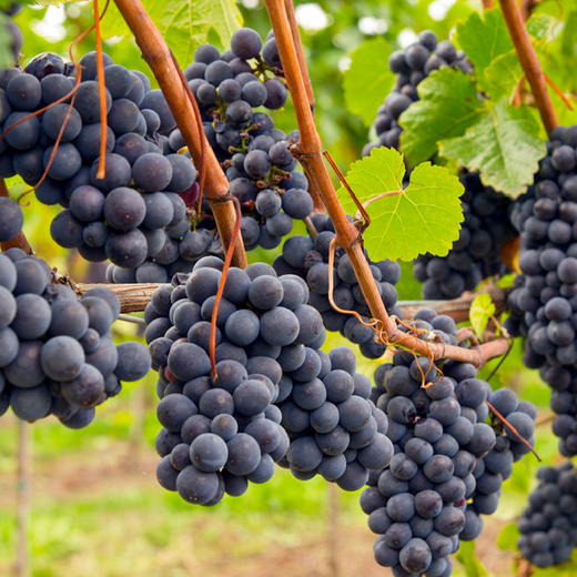 冠颐·优酿赤霞珠干红葡萄酒750ml*6  新疆风土佳酿 橡木桶赋予香草尾韵 商品图2