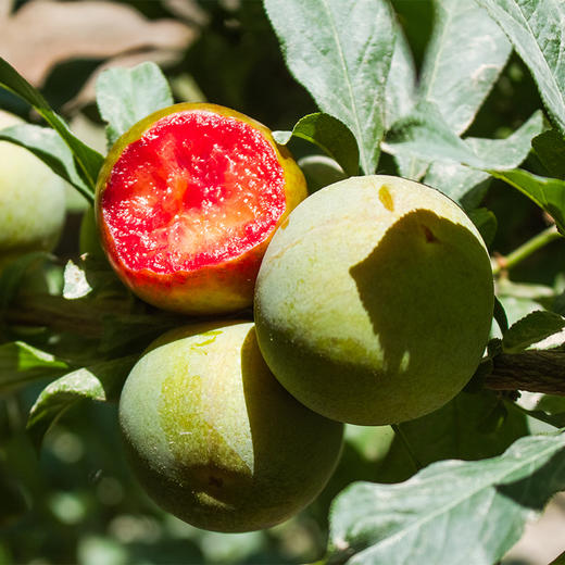 新疆杏李 时差佃味帝恐龙蛋 轻咬一口 汁水四溢 商品图3