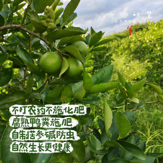 生态无籽柠檬（基地直发-圆通包邮）| 3斤装，来自福建漳州，生产者：戴胜利【合作生产，公平贸易】 商品图1