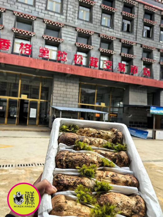【香格里拉松茸】带礼盒✈️全国顺丰包邮📦（同城次日提） 商品图3
