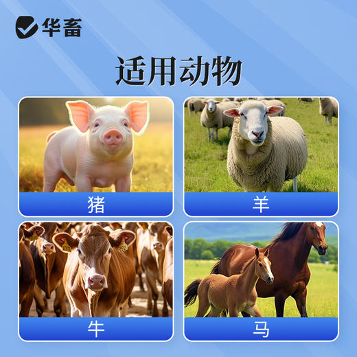 华畜兽药葡萄糖酸钙注射液兽用猪牛羊佝偻病软骨症产后瘫补钙针剂 商品图3