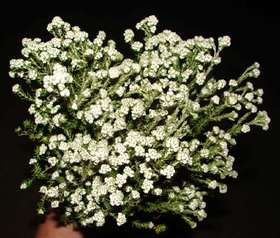 南非花材 | 石棉花白色