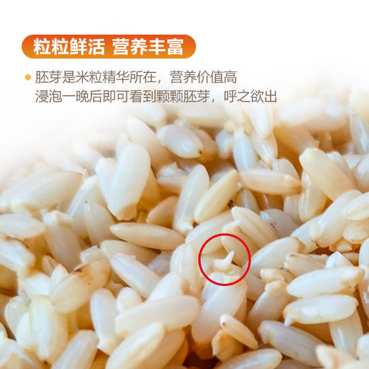 物元农场有机糙米 五谷杂粮米东北粗粮粥饭健身饱腹真空装 商品图2