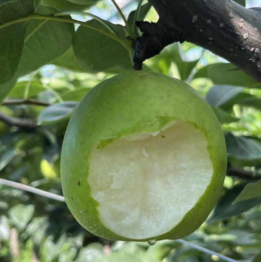【西子玉】江南蜜（西子玉）蜜梨，25年的品质坚持，绿色食品认证，甜美爽口，送人自吃完全靠谱！ 商品图1