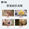华畜恩诺沙星注射液10支 拉稀痢疾肺炎咳喘 用于禽畜细菌性疾病和支原体感染 商品缩略图1