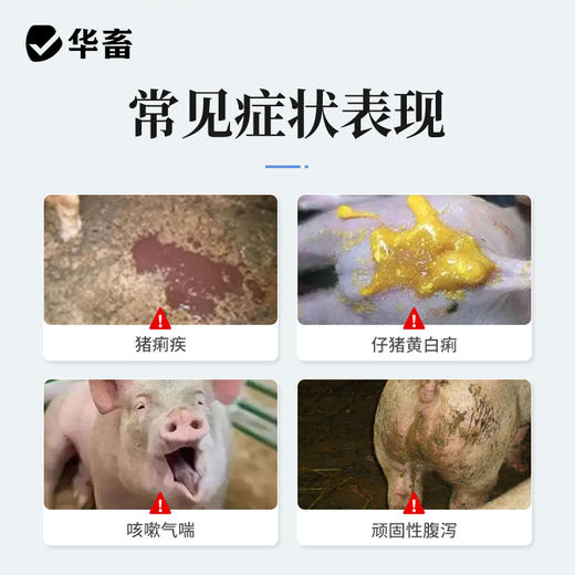 华畜恩诺沙星注射液10支 拉稀痢疾肺炎咳喘 用于禽畜细菌性疾病和支原体感染 商品图1