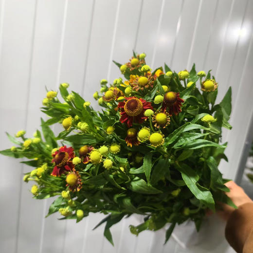 油画小菊.红色 商品图1