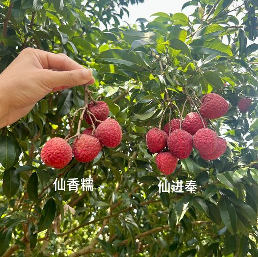 ♥️肉厚核小的仙香糯荔枝干 ·新鲜荔枝 · 古法烘烤 · 🙅‍♂️不添加防腐剂、香精等🙅‍♂️不熏硫🙅‍♂️不加糖，每颗荔枝干都是自然的香甜（冷藏保存） 商品图4