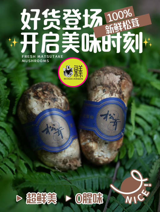 【香格里拉松茸】带礼盒✈️全国顺丰包邮📦（同城次日提） 商品图2