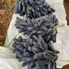 【蓝宝石•金手指黑提】EMS空运 脆爽可口 脆甜无核 无籽蓝宝石 美人指葡萄 黑加仑水果 3种规格任选 商品缩略图7