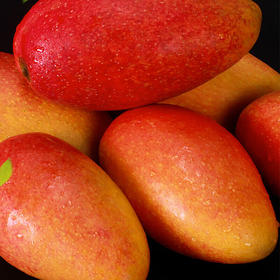 【海南贵妃芒】 高颜值的外表 果香浓郁果肉嫩滑 清甜细腻令人愉悦