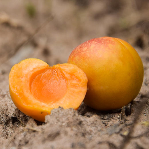 【果蔬精选】新疆·小红杏 新疆的“蜜果” 肉质肥厚 果汁甜蜜  果香浓郁 糖分积累充足 甜蜜到家 商品图2