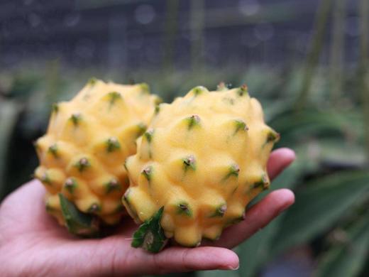 海南燕窝果【ABDY】 商品图1