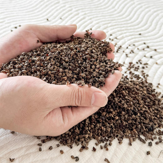 A类全棉纯荞麦枕 可爱猫咪清凉不闷热护枕 商品图4