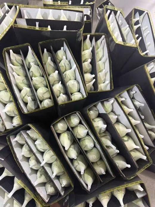 国产精品单头玫瑰坦尼克10支 商品图5