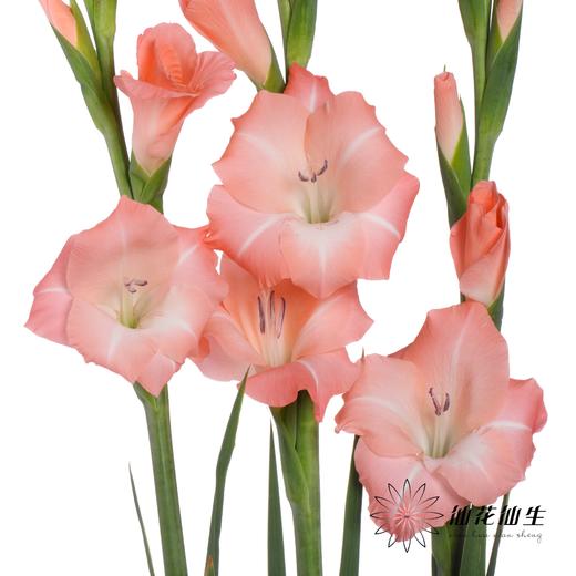 剑兰 | 粉色相爱 商品图0