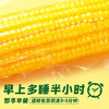 【金皇会66金币专享】十月稻田 黄糯玉米 3.52斤(220g*8根) 东北甜黏玉米棒 早餐苞米 真空包装 商品缩略图3