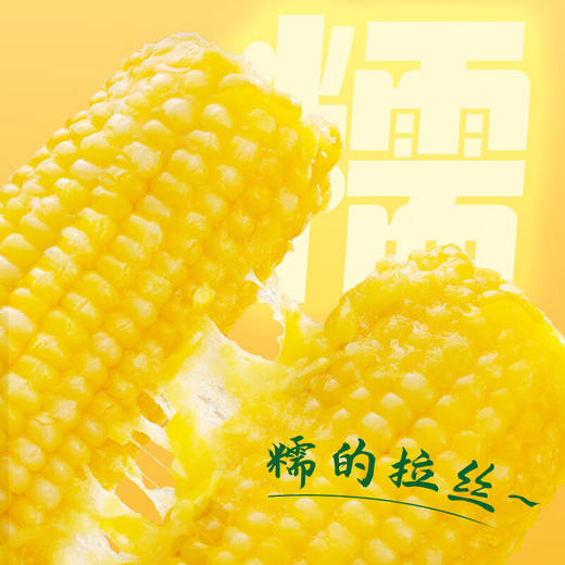 【金皇会66金币专享】十月稻田 黄糯玉米 3.52斤(220g*8根) 东北甜黏玉米棒 早餐苞米 真空包装 商品图5