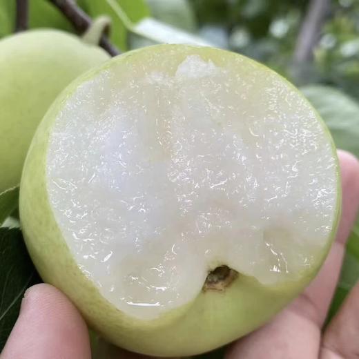 【宾川夏雪梨】顺丰包邮 肉质细嫩 爽脆可口 汁水四溢 清甜多汁 现采现发 应季水果 2种规格任选 商品图4