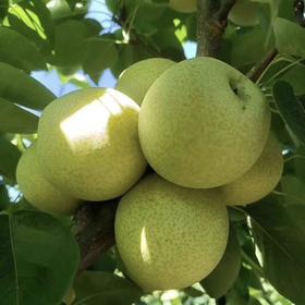 【宾川夏雪梨】顺丰包邮 肉质细嫩 爽脆可口 汁水四溢 清甜多汁 现采现发 应季水果 2种规格任选
