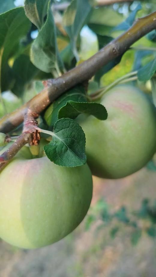 净土生态红富士苹果、鲁丽苹果、嘎啦青苹果、嘎啦红苹果、藤木早熟青苹果净重5斤和8斤，包邮 商品图5