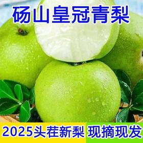 正宗砀山酥梨 皮薄脆甜多汁无渣现摘现发新鲜直达5斤