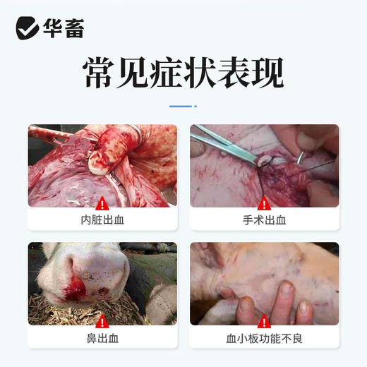 华畜兽药酚磺乙胺注射液止血敏马牛羊猪外科手术后出血止血内出血 商品图1