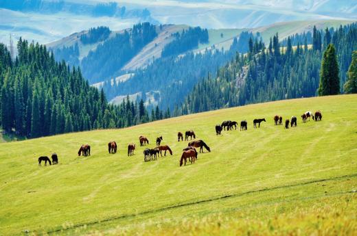 高性价比游新疆！早鸟立减800！大唐西域记亲子营，从吐鲁番到伊犁，8天穿越天山南北！火焰山、坎儿井、赛湖、喀拉峻、昭苏…一趟行程赚回所有票价！ 商品图12