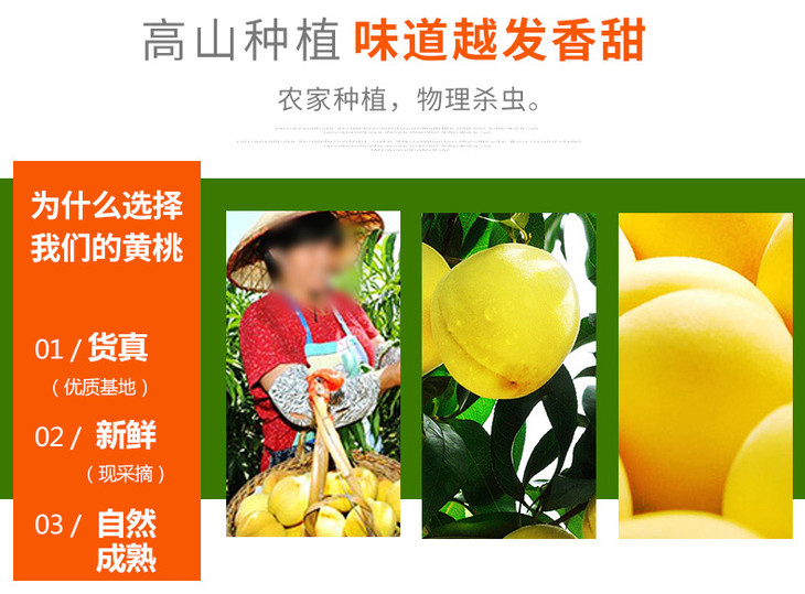 沂蒙黄金水蜜桃_04.jpg