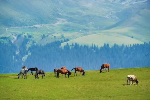 高性价比游新疆！早鸟立减800！大唐西域记亲子营，从吐鲁番到伊犁，8天穿越天山南北！火焰山、坎儿井、赛湖、喀拉峻、昭苏…一趟行程赚回所有票价！ 商品图7