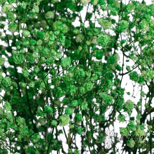 干花 | 满天星绿 商品图0