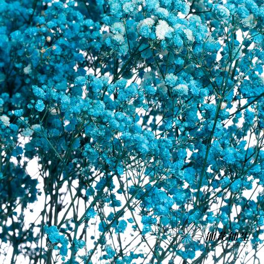 干花 | 满天星天蓝 商品图3