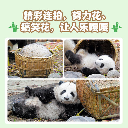 花花世界（160张高清近照，享受花花美颜暴击。不用去成都，不用排大队，在家就能看） 商品图4