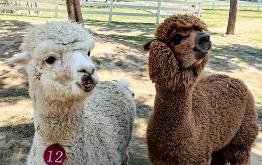 【微度假农场】采摘、田野小火车、萌宠互动、农夫拖拉机、森林儿童乐园，轻松遛娃一整天！ 商品图4