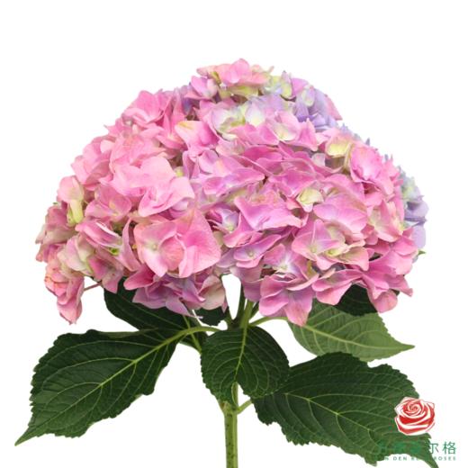 市场绣球 马卡龙 商品图0