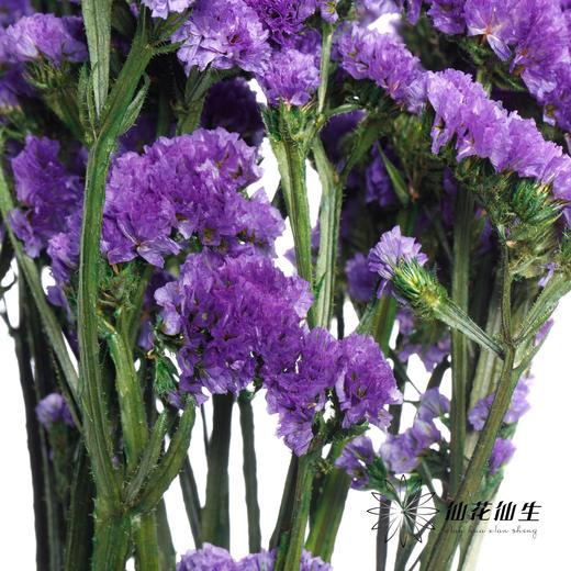 永生花材 | 勿忘我深紫 商品图2