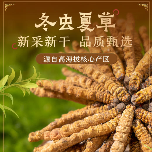 【冬虫夏草干货】新采新干 品质甄选 虫体饱满完整 干度好 纹理清晰可见 食用方法多样 10g/盒 商品图1