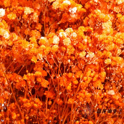 干花 | 满天星橙 商品图0