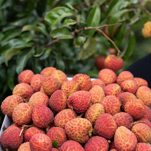 广东增城仙进奉荔枝 优选礼盒装   果大肉厚 蜜香清甜 顺丰发货 商品图4