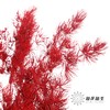 永生花材｜蓬莱松酒红 商品缩略图2