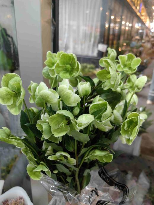 绿色兔葵5支 商品图0