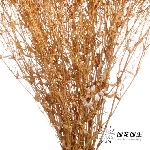 干花 | 满天星白 商品图4