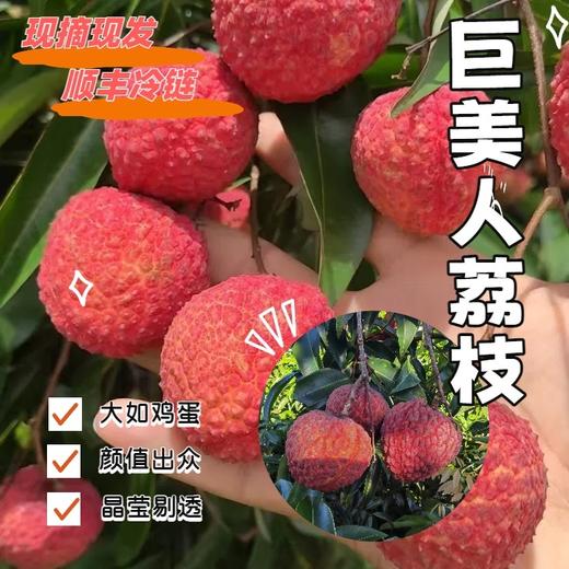 【巨美人】荔枝高端礼盒装（18粒） 商品图0