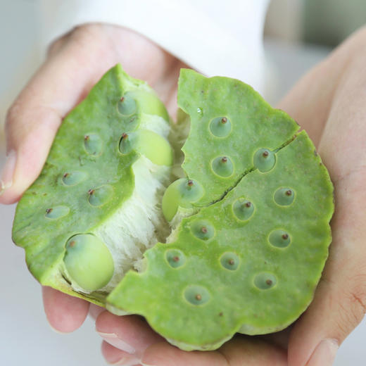 【3份十堰主城区包邮】时令尝鲜郧阳区安阳镇 新鲜莲蓬（生熟皆可食用） 5枚   商品图2