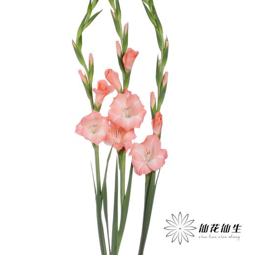 剑兰 | 粉色相爱 商品图1